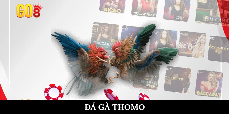 Đá gà Thomo