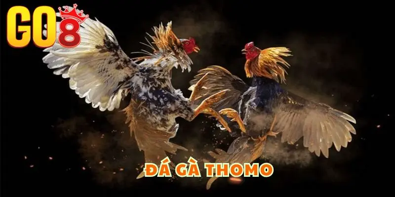 Khái quát về đấu gà Thomo