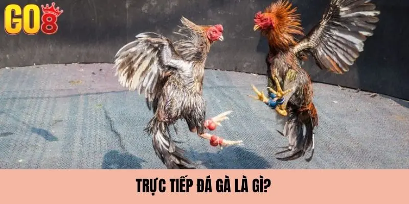 Khái niệm về loại hình đá gà trực tiếp