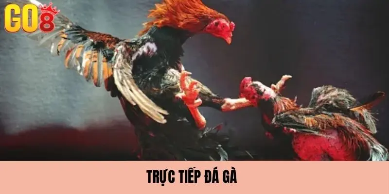 Lý do hình thức đá gà này nổi tiếng